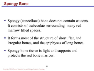 Copyright © 2004 Pearson Education, Inc., publishing as Benjamin Cummings
17
Spongy Bone
 Spongy (cancellous) bone does not contain osteons.
It consists of trabeculae surrounding many red
marrow filled spaces.
 It forms most of the structure of short, flat, and
irregular bones, and the epiphyses of long bones.
 Spongy bone tissue is light and supports and
protects the red bone marrow.
 