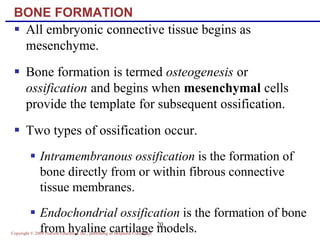 Copyright © 2004 Pearson Education, Inc., publishing as Benjamin Cummings
20
BONE FORMATION
 All embryonic connective tissue begins as
mesenchyme.
 Bone formation is termed osteogenesis or
ossification and begins when mesenchymal cells
provide the template for subsequent ossification.
 Two types of ossification occur.
 Intramembranous ossification is the formation of
bone directly from or within fibrous connective
tissue membranes.
 Endochondrial ossification is the formation of bone
from hyaline cartilage models.
 