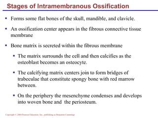 Copyright © 2004 Pearson Education, Inc., publishing as Benjamin Cummings
Stages of Intramembranous Ossification
 Forms some flat bones of the skull, mandible, and clavicle.
 An ossification center appears in the fibrous connective tissue
membrane
 Bone matrix is secreted within the fibrous membrane
 The matrix surrounds the cell and then calcifies as the
osteoblast becomes an osteocyte.
 The calcifying matrix centers join to form bridges of
trabeculae that constitute spongy bone with red marrow
between.
 On the periphery the mesenchyme condenses and develops
into woven bone and the periosteum.
 