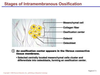 Copyright © 2004 Pearson Education, Inc., publishing as Benjamin Cummings
Stages of Intramembranous Ossification
Figure 6.7.1
 