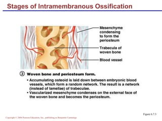 Copyright © 2004 Pearson Education, Inc., publishing as Benjamin Cummings
Stages of Intramembranous Ossification
Figure 6.7.3
 