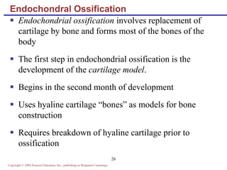 Copyright © 2004 Pearson Education, Inc., publishing as Benjamin Cummings
26
Endochondral Ossification
 Endochondrial ossification involves replacement of
cartilage by bone and forms most of the bones of the
body
 The first step in endochondrial ossification is the
development of the cartilage model.
 Begins in the second month of development
 Uses hyaline cartilage “bones” as models for bone
construction
 Requires breakdown of hyaline cartilage prior to
ossification
 