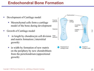 Copyright © 2004 Pearson Education, Inc., publishing as Benjamin Cummings
27
Endochondral Bone Formation
 Development of Cartilage model
 Mesenchymal cells form a cartilage
model of the bone during development
 Growth of Cartilage model
 in length by chondrocyte cell division
and matrix formation ( interstitial
growth)
 in width by formation of new matrix
on the periphery by new chondroblasts
from the perichondrium (appositional
growth)
 