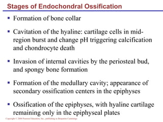 Copyright © 2004 Pearson Education, Inc., publishing as Benjamin Cummings
Stages of Endochondral Ossification
 Formation of bone collar
 Cavitation of the hyaline: cartilage cells in mid-
region burst and change pH triggering calcification
and chondrocyte death
 Invasion of internal cavities by the periosteal bud,
and spongy bone formation
 Formation of the medullary cavity; appearance of
secondary ossification centers in the epiphyses
 Ossification of the epiphyses, with hyaline cartilage
remaining only in the epiphyseal plates
 