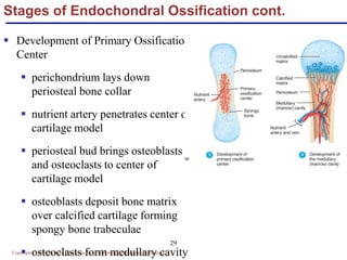 Copyright © 2004 Pearson Education, Inc., publishing as Benjamin Cummings
29
Stages of Endochondral Ossification cont.
 Development of Primary Ossification
Center
 perichondrium lays down
periosteal bone collar
 nutrient artery penetrates center of
cartilage model
 periosteal bud brings osteoblasts
and osteoclasts to center of
cartilage model
 osteoblasts deposit bone matrix
over calcified cartilage forming
spongy bone trabeculae
 osteoclasts form medullary cavity
 