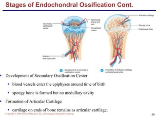 Copyright © 2004 Pearson Education, Inc., publishing as Benjamin Cummings
30
Stages of Endochondral Ossification Cont.
 Development of Secondary Ossification Center
 blood vessels enter the epiphyses around time of birth
 spongy bone is formed but no medullary cavity
 Formation of Articular Cartilage
 cartilage on ends of bone remains as articular cartilage.
 