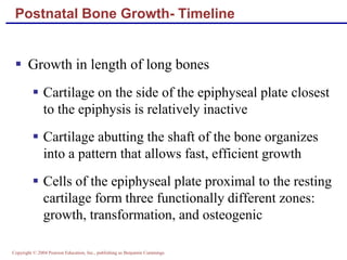 Copyright © 2004 Pearson Education, Inc., publishing as Benjamin Cummings
Postnatal Bone Growth- Timeline
 Growth in length of long bones
 Cartilage on the side of the epiphyseal plate closest
to the epiphysis is relatively inactive
 Cartilage abutting the shaft of the bone organizes
into a pattern that allows fast, efficient growth
 Cells of the epiphyseal plate proximal to the resting
cartilage form three functionally different zones:
growth, transformation, and osteogenic
 