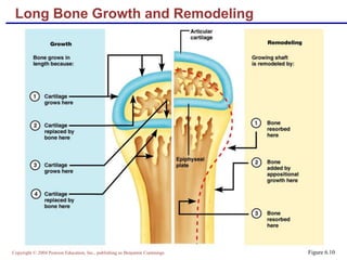 Copyright © 2004 Pearson Education, Inc., publishing as Benjamin Cummings
Long Bone Growth and Remodeling
Figure 6.10
 