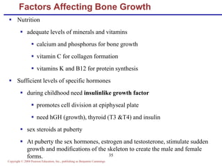 Copyright © 2004 Pearson Education, Inc., publishing as Benjamin Cummings
35
Factors Affecting Bone Growth
 Nutrition
 adequate levels of minerals and vitamins
 calcium and phosphorus for bone growth
 vitamin C for collagen formation
 vitamins K and B12 for protein synthesis
 Sufficient levels of specific hormones
 during childhood need insulinlike growth factor
 promotes cell division at epiphyseal plate
 need hGH (growth), thyroid (T3 &T4) and insulin
 sex steroids at puberty
 At puberty the sex hormones, estrogen and testosterone, stimulate sudden
growth and modifications of the skeleton to create the male and female
forms.
 