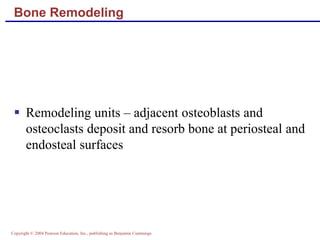 Copyright © 2004 Pearson Education, Inc., publishing as Benjamin Cummings
Bone Remodeling
 Remodeling units – adjacent osteoblasts and
osteoclasts deposit and resorb bone at periosteal and
endosteal surfaces
 
