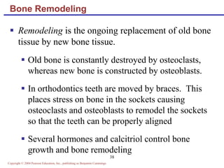 Copyright © 2004 Pearson Education, Inc., publishing as Benjamin Cummings
38
Bone Remodeling
 Remodeling is the ongoing replacement of old bone
tissue by new bone tissue.
 Old bone is constantly destroyed by osteoclasts,
whereas new bone is constructed by osteoblasts.
 In orthodontics teeth are moved by braces. This
places stress on bone in the sockets causing
osteoclasts and osteoblasts to remodel the sockets
so that the teeth can be properly aligned
 Several hormones and calcitriol control bone
growth and bone remodeling
 
