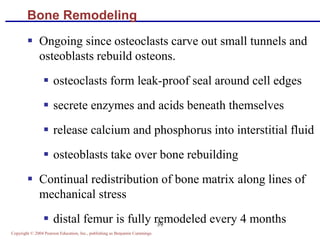 Copyright © 2004 Pearson Education, Inc., publishing as Benjamin Cummings
39
Bone Remodeling
 Ongoing since osteoclasts carve out small tunnels and
osteoblasts rebuild osteons.
 osteoclasts form leak-proof seal around cell edges
 secrete enzymes and acids beneath themselves
 release calcium and phosphorus into interstitial fluid
 osteoblasts take over bone rebuilding
 Continual redistribution of bone matrix along lines of
mechanical stress
 distal femur is fully remodeled every 4 months
 