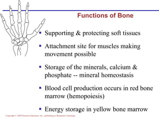 Copyright © 2004 Pearson Education, Inc., publishing as Benjamin Cummings
4
Functions of Bone
 Supporting & protecting soft tissues
 Attachment site for muscles making
movement possible
 Storage of the minerals, calcium &
phosphate -- mineral homeostasis
 Blood cell production occurs in red bone
marrow (hemopoiesis)
 Energy storage in yellow bone marrow
 