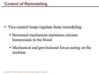 Copyright © 2004 Pearson Education, Inc., publishing as Benjamin Cummings
Control of Remodeling
 Two control loops regulate bone remodeling
 Hormonal mechanism maintains calcium
homeostasis in the blood
 Mechanical and gravitational forces acting on the
skeleton
 