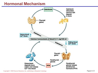 Copyright © 2004 Pearson Education, Inc., publishing as Benjamin Cummings
Hormonal Mechanism
Figure 6.12
 