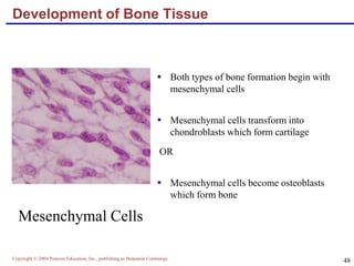 Copyright © 2004 Pearson Education, Inc., publishing as Benjamin Cummings
48
Development of Bone Tissue
 Both types of bone formation begin with
mesenchymal cells
 Mesenchymal cells transform into
chondroblasts which form cartilage
OR
 Mesenchymal cells become osteoblasts
which form bone
Mesenchymal Cells
 