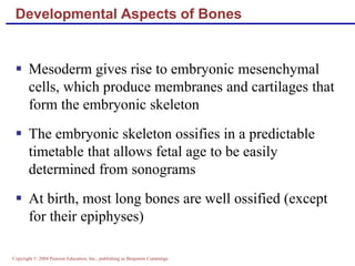Copyright © 2004 Pearson Education, Inc., publishing as Benjamin Cummings
Developmental Aspects of Bones
 Mesoderm gives rise to embryonic mesenchymal
cells, which produce membranes and cartilages that
form the embryonic skeleton
 The embryonic skeleton ossifies in a predictable
timetable that allows fetal age to be easily
determined from sonograms
 At birth, most long bones are well ossified (except
for their epiphyses)
 