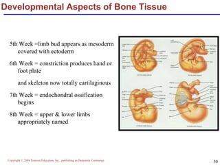 Copyright © 2004 Pearson Education, Inc., publishing as Benjamin Cummings
50
Developmental Aspects of Bone Tissue
5th Week =limb bud appears as mesoderm
covered with ectoderm
6th Week = constriction produces hand or
foot plate
and skeleton now totally cartilaginous
7th Week = endochondral ossification
begins
8th Week = upper & lower limbs
appropriately named
 