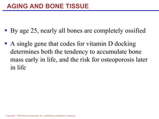 Copyright © 2004 Pearson Education, Inc., publishing as Benjamin Cummings
AGING AND BONE TISSUE
 By age 25, nearly all bones are completely ossified
 A single gene that codes for vitamin D docking
determines both the tendency to accumulate bone
mass early in life, and the risk for osteoporosis later
in life
 