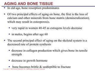 Copyright © 2004 Pearson Education, Inc., publishing as Benjamin Cummings
52
AGING AND BONE TISSUE
 In old age, bone resorption predominates
 Of two principal effects of aging on bone, the first is the loss of
calcium and other minerals from bone matrix (demineralization),
which may result in osteoporosis.
 very rapid in women 40-45 as estrogens levels decrease
 in males, begins after age 60
 The second principal effect of aging on the skeletal system is a
decreased rate of protein synthesis
 decrease in collagen production which gives bone its tensile
strength
 decrease in growth hormone
 bone becomes brittle & susceptible to fracture
 