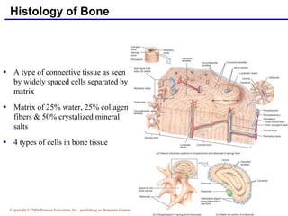 Copyright © 2004 Pearson Education, Inc., publishing as Benjamin Cummings
8
Histology of Bone
 A type of connective tissue as seen
by widely spaced cells separated by
matrix
 Matrix of 25% water, 25% collagen
fibers & 50% crystalized mineral
salts
 4 types of cells in bone tissue
 