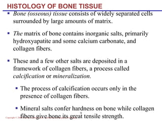 Copyright © 2004 Pearson Education, Inc., publishing as Benjamin Cummings
9
HISTOLOGY OF BONE TISSUE
 Bone (osseous) tissue consists of widely separated cells
surrounded by large amounts of matrix.
 The matrix of bone contains inorganic salts, primarily
hydroxyapatite and some calcium carbonate, and
collagen fibers.
 These and a few other salts are deposited in a
framework of collagen fibers, a process called
calcification or mineralization.
 The process of calcification occurs only in the
presence of collagen fibers.
 Mineral salts confer hardness on bone while collagen
fibers give bone its great tensile strength.
 