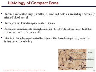 Bone Formation and Development_14.ppt bone bone bone | PPT
