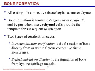 Bone Formation and Development_14.ppt bone bone bone | PPT