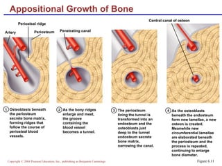 Bone Formation and Development_14.ppt bone bone bone | PPT