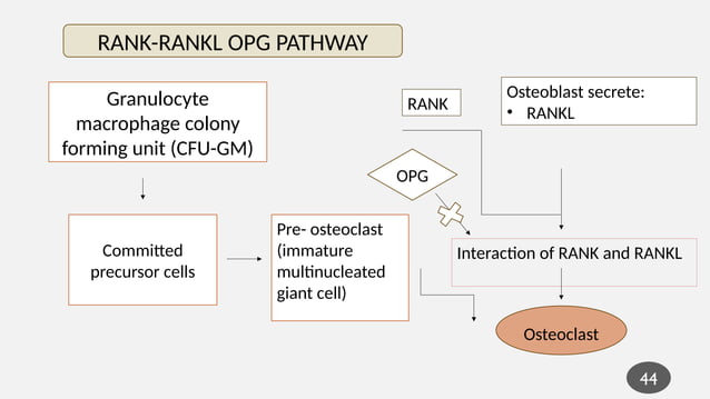 Bone formation, resorption and factors affecting it.pptx