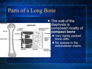 Parts of a Long Bone The wall of the diaphysis is composed mostly of  compact bone Very tightly packed bone cells No spaces in the extracellular matrix. 