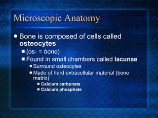 Microscopic Anatomy Bone is composed of cells called  osteocytes   (os- =  bone ) Found in small chambers called  lacunae Surround osteocytes Made of hard extracellular material (bone matrix) Calcium carbonate Calcium phosphate 