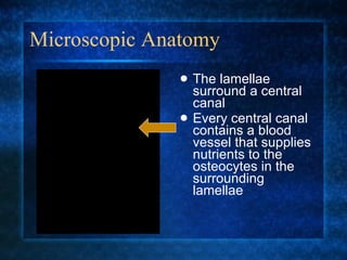 Microscopic Anatomy The lamellae surround a central canal Every central canal contains a blood vessel that supplies nutrients to the osteocytes in the surrounding lamellae 