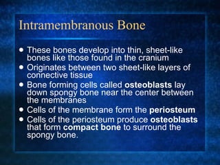 Intramembranous Bone These bones develop into thin, sheet-like bones like those found in the cranium Originates between two sheet-like layers of connective tissue Bone forming cells called  osteoblasts  lay down spongy bone near the center between the membranes Cells of the membrane form the  periosteum Cells of the periosteum produce  osteoblasts  that form  compact   bone  to surround the spongy bone. 
