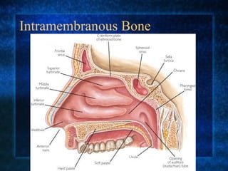 Intramembranous Bone 