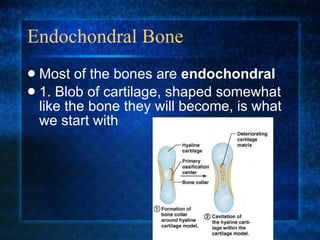 Endochondral Bone Most of the bones are  endochondral 1. Blob of cartilage, shaped somewhat like the bone they will become, is what we start with 
