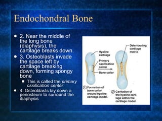 Endochondral Bone 2. Near the middle of the long bone (diaphysis), the cartilage breaks down. 3. Osteoblasts invade the space left by cartilage breaking down, forming spongy bone This is called the  primary ossification center 4. Osteoblasts lay down a periosteum to surround the diaphysis 