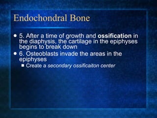 Endochondral Bone 5. After a time of growth and  ossification  in the diaphysis, the cartilage in the epiphyses begins to break down 6. Osteoblasts invade the areas in the epiphyses Create a  secondary ossificaiton center 