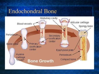 Endochondral Bone 