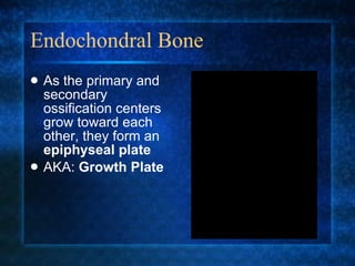 Endochondral Bone As the primary and secondary ossification centers grow toward each other, they form an  epiphyseal plate AKA:  Growth Plate 