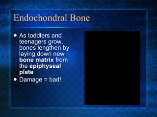 Endochondral Bone As toddlers and teenagers grow, bones lengthen by laying down new  bone matrix  from the  epiphyseal plate Damage = bad! 