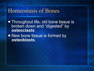 Homeostasis of Bones Throughout life, old bone tissue is broken down and “digested” by  osteoclasts New bone tissue is formed by  osteoblasts . 
