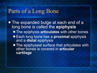 Parts of a Long Bone The expanded bulge at each end of a long bone is called the  epiphysis The epiphysis  articulates  with other bones Each long bone has a  proximal  epiphysis and a  distal  epiphysis The epiphyseal surface that articulates with other bones is covered in  articular cartilage 