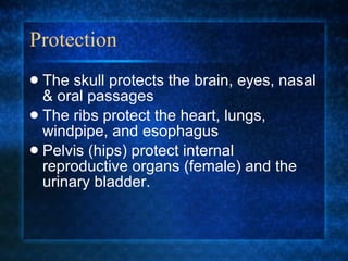 Protection The skull protects the brain, eyes, nasal & oral passages The ribs protect the heart, lungs, windpipe, and esophagus Pelvis (hips) protect internal reproductive organs (female) and the urinary bladder. 