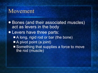 Movement Bones (and their associated muscles) act as levers in the body Levers have three parts: A long, rigid rod or bar (the bone) A pivot point (a joint) Something that supplies a force to move the rod (muscle) 