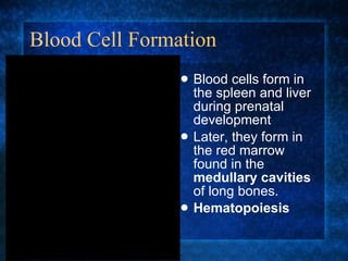 Blood Cell Formation Blood cells form in the spleen and liver during prenatal development Later, they form in the red marrow found in the  medullary cavities  of long bones. Hematopoiesis 