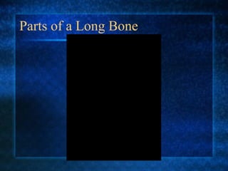 Parts of a Long Bone 