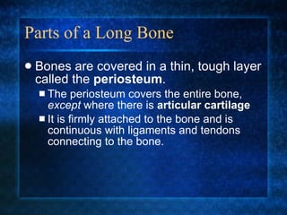 Parts of a Long Bone Bones are covered in a thin, tough layer called the  periosteum . The periosteum covers the entire bone,  except  where there is  articular cartilage It is firmly attached to the bone and is continuous with ligaments and tendons connecting to the bone. 