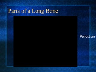 Parts of a Long Bone Periostium 