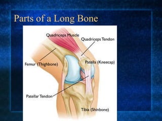Parts of a Long Bone 
